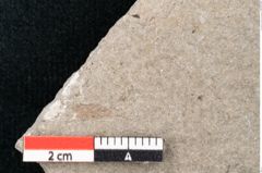 Foto (Detailansicht) von Puccinites zosterae Ettingshausen (NHMW-GEO-2024-0188-6621)